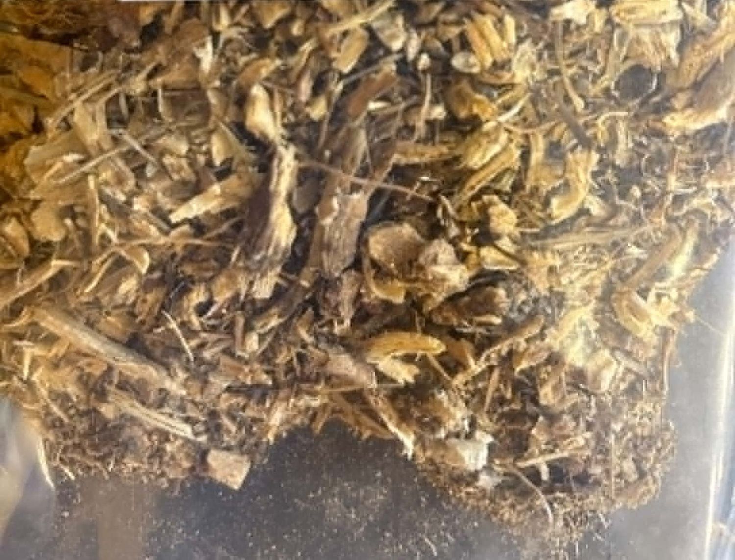 Organic Echinacea root 100g