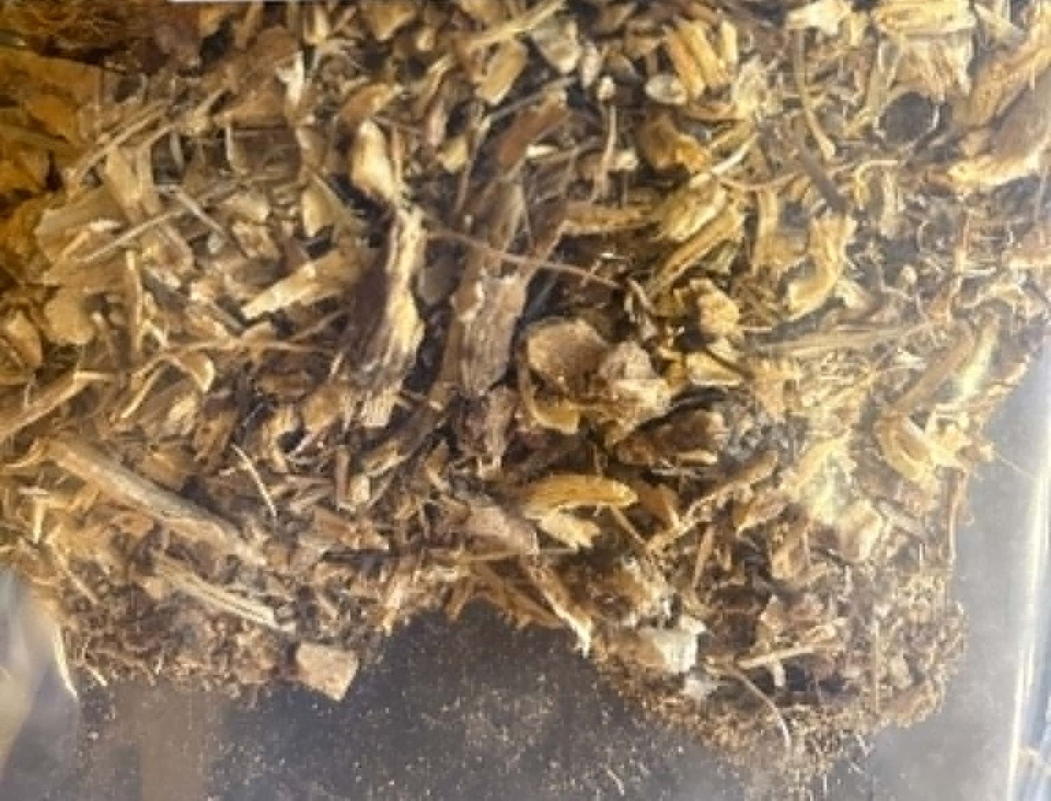 Organic Echinacea root 100g BB 02/29