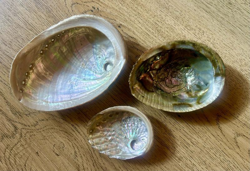 Abalone shell
