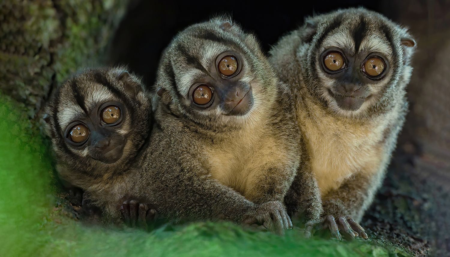 Gray-Handed Night Monkey (Aotus griseimembra)