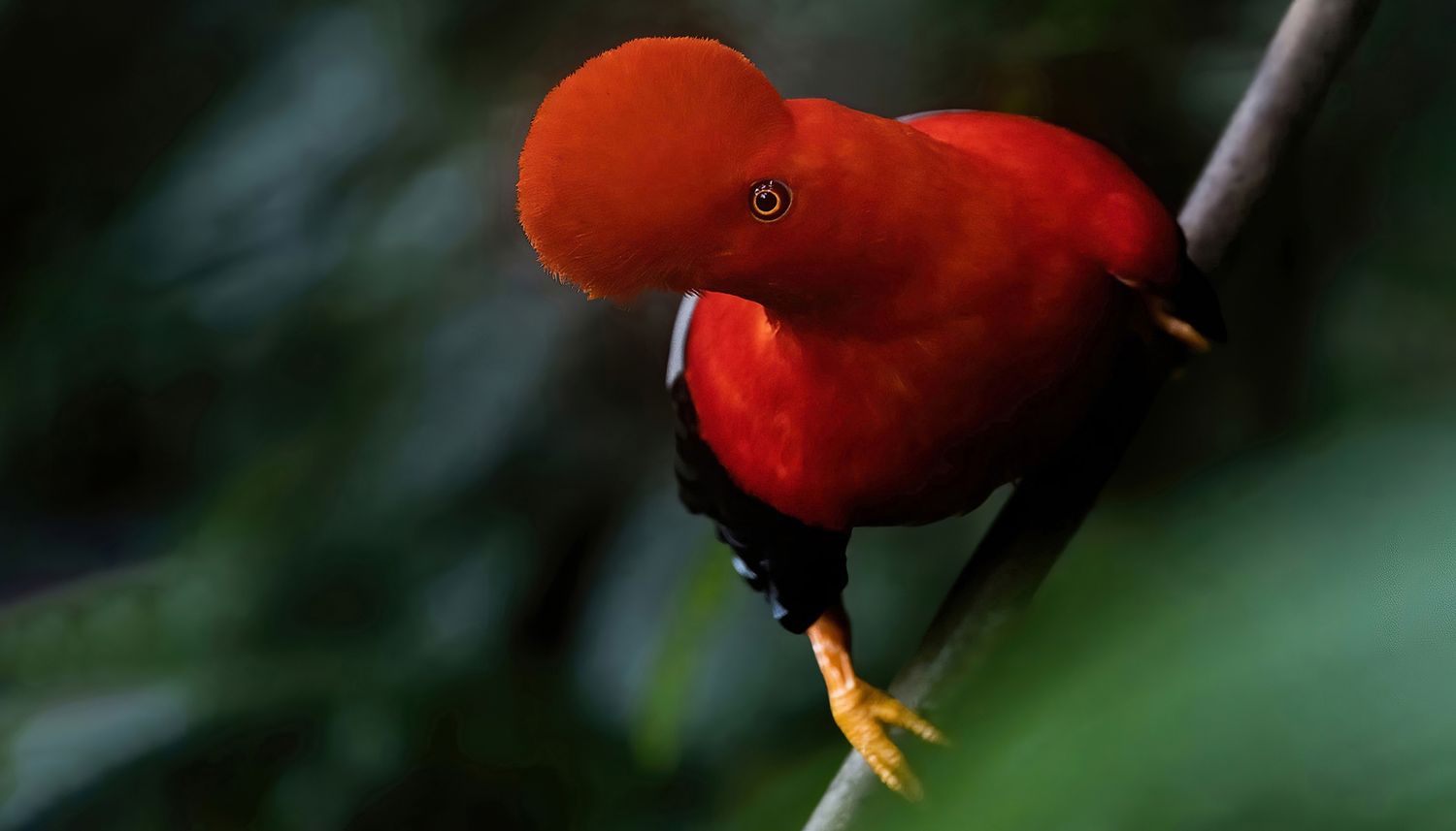 Andean Cock of the rock (Rupicola peruvianus)