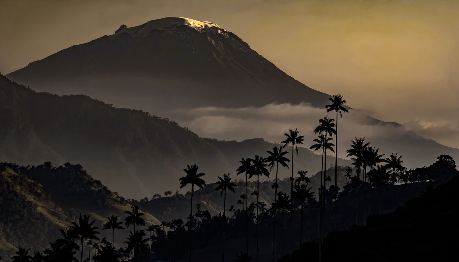 Volcan Nevado del Tolima (Waxpalm Forest)