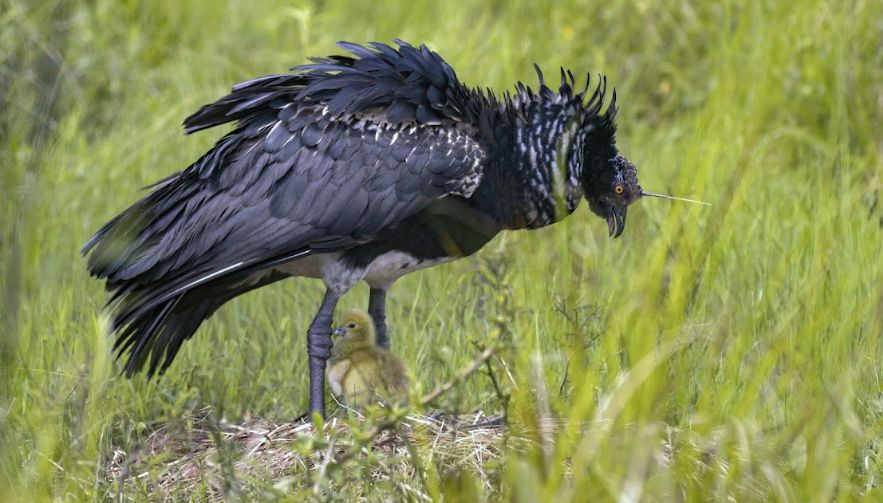Aruco (Anhima-cornuta) (con polluelo)