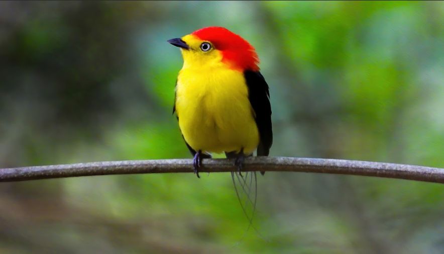 Manacá-de-cauda-de-fogo (Pipra filicauda)