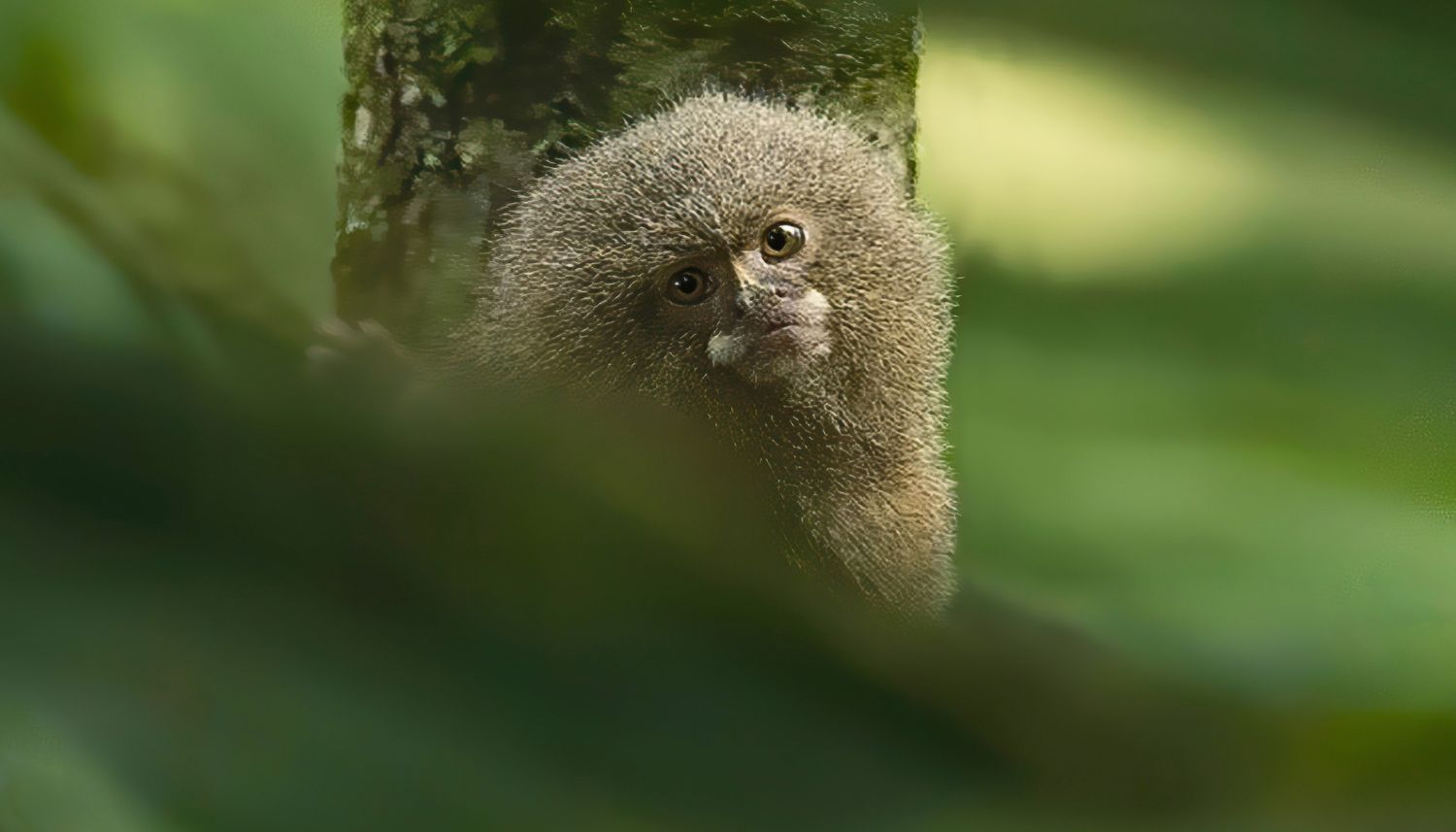 Pygmy Marmoset (Cebuella pygmaea)
