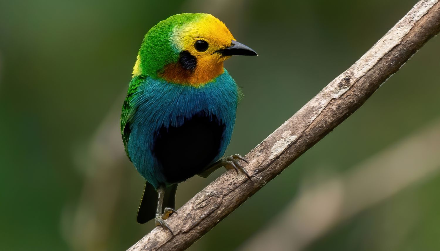 Tanajador multicolorido (Chlorochrysa nitidissima)