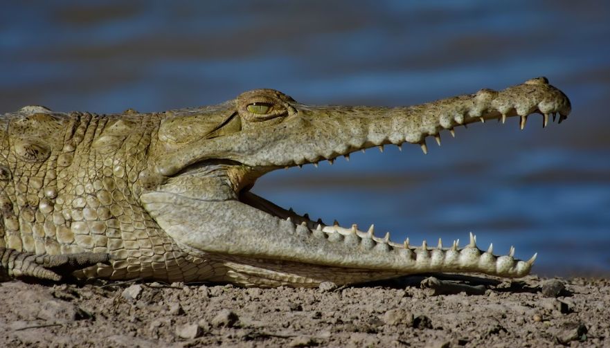 Orinoco Crocodile (Crocodylus intermedius)