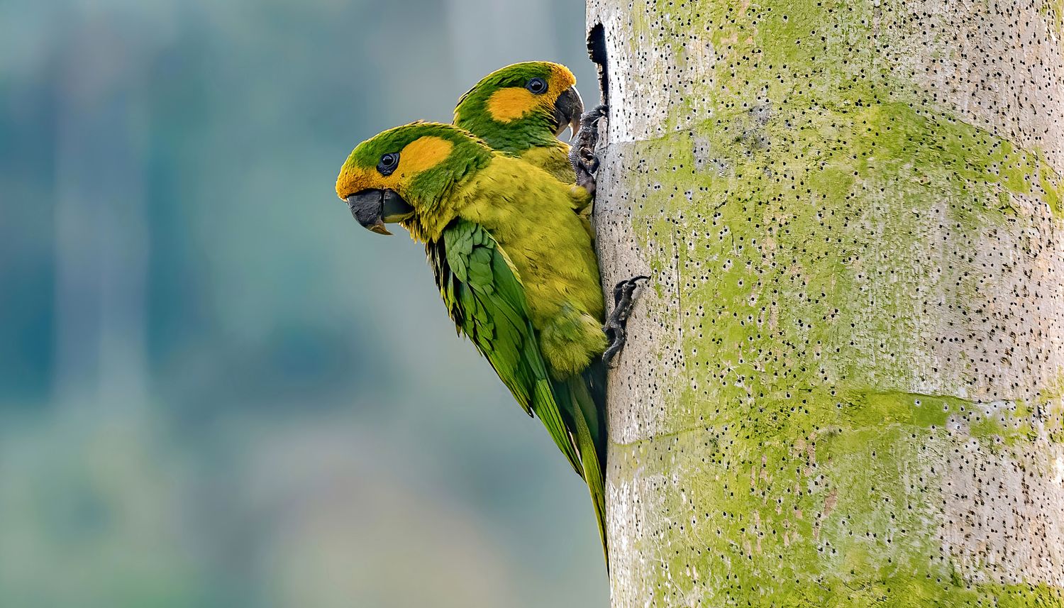 Papagaio de orelha amarela (Ognorhynchus icterotis)