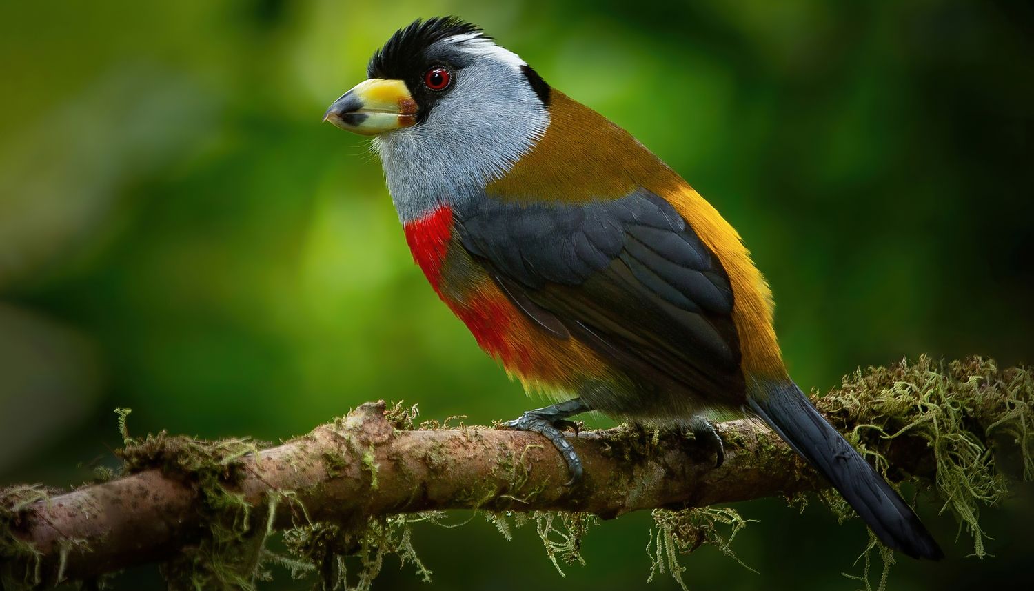 Tucano-barbudo (Semnornis ramphastinus)