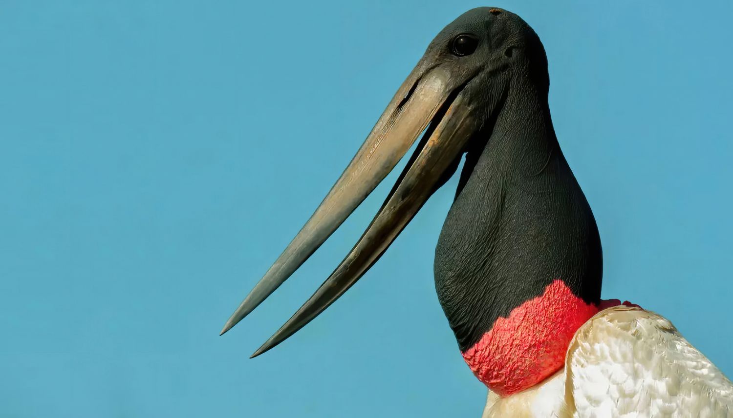 Jabiru (Jabiru mycteria)