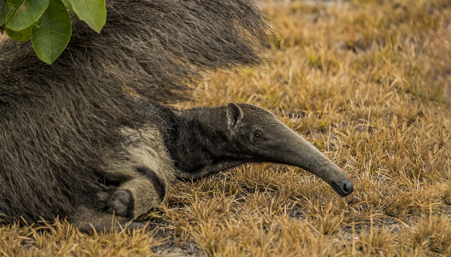 Tamanduá-bandeira (Myrmecophaga tridactyla)