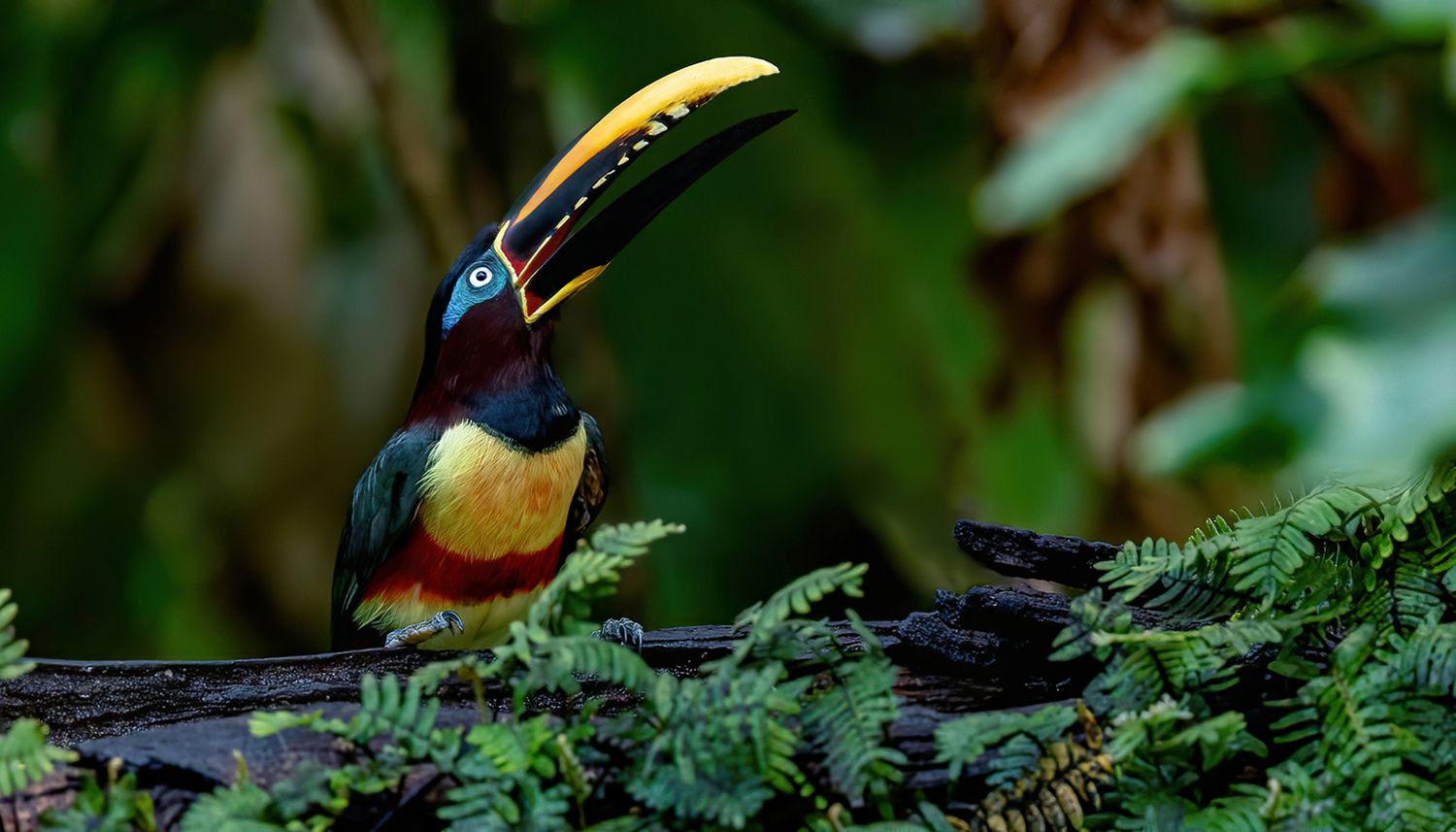 Aracari de orelhas castanhas (Pteroglossus castanotis)