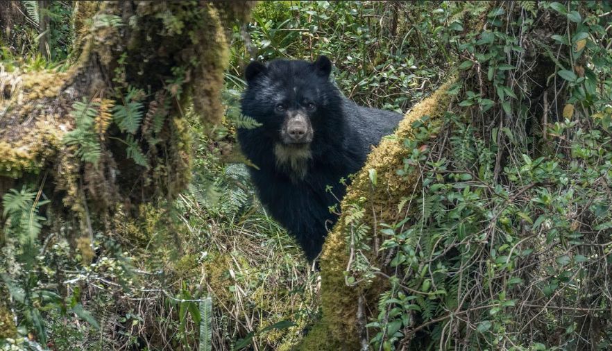 Urso-de-óculos (Tremarctos ornatus)