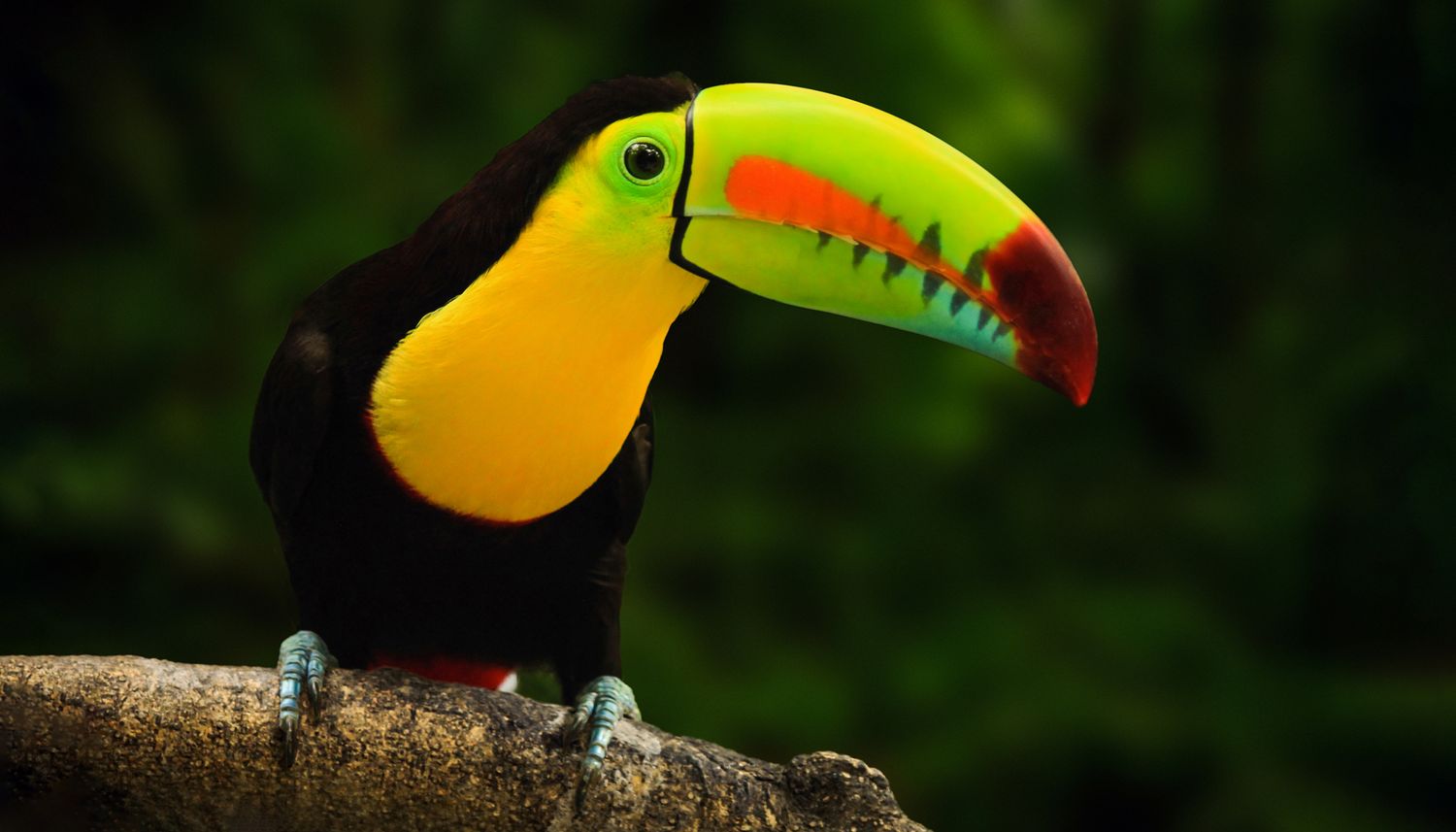 Tucano-de-bico-vermelho (Ramphastos sulfuratus)