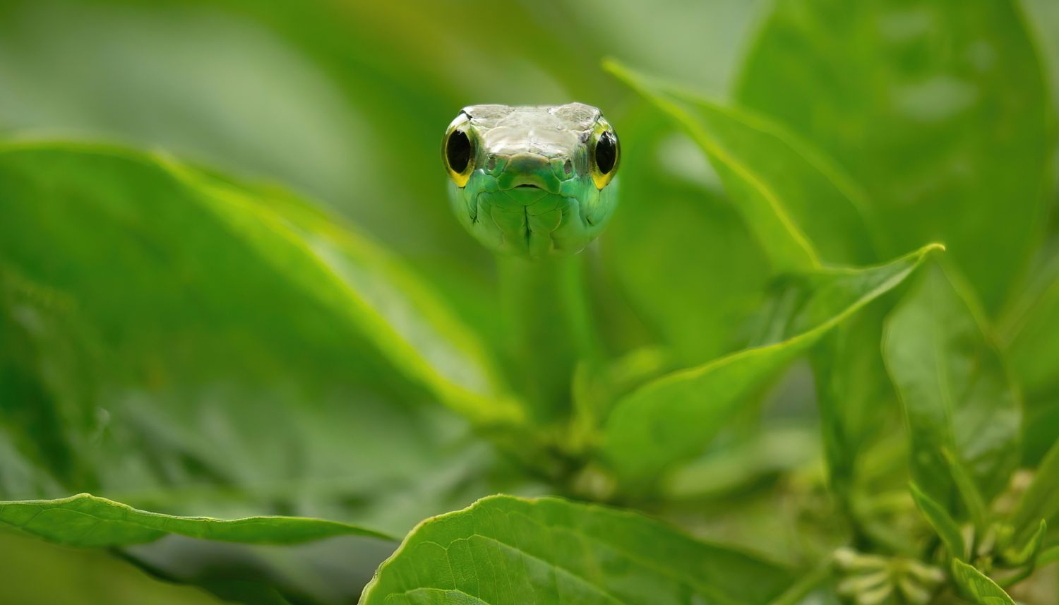 Parrot Snake (Leptophis ahaetulla sp solanensis)
