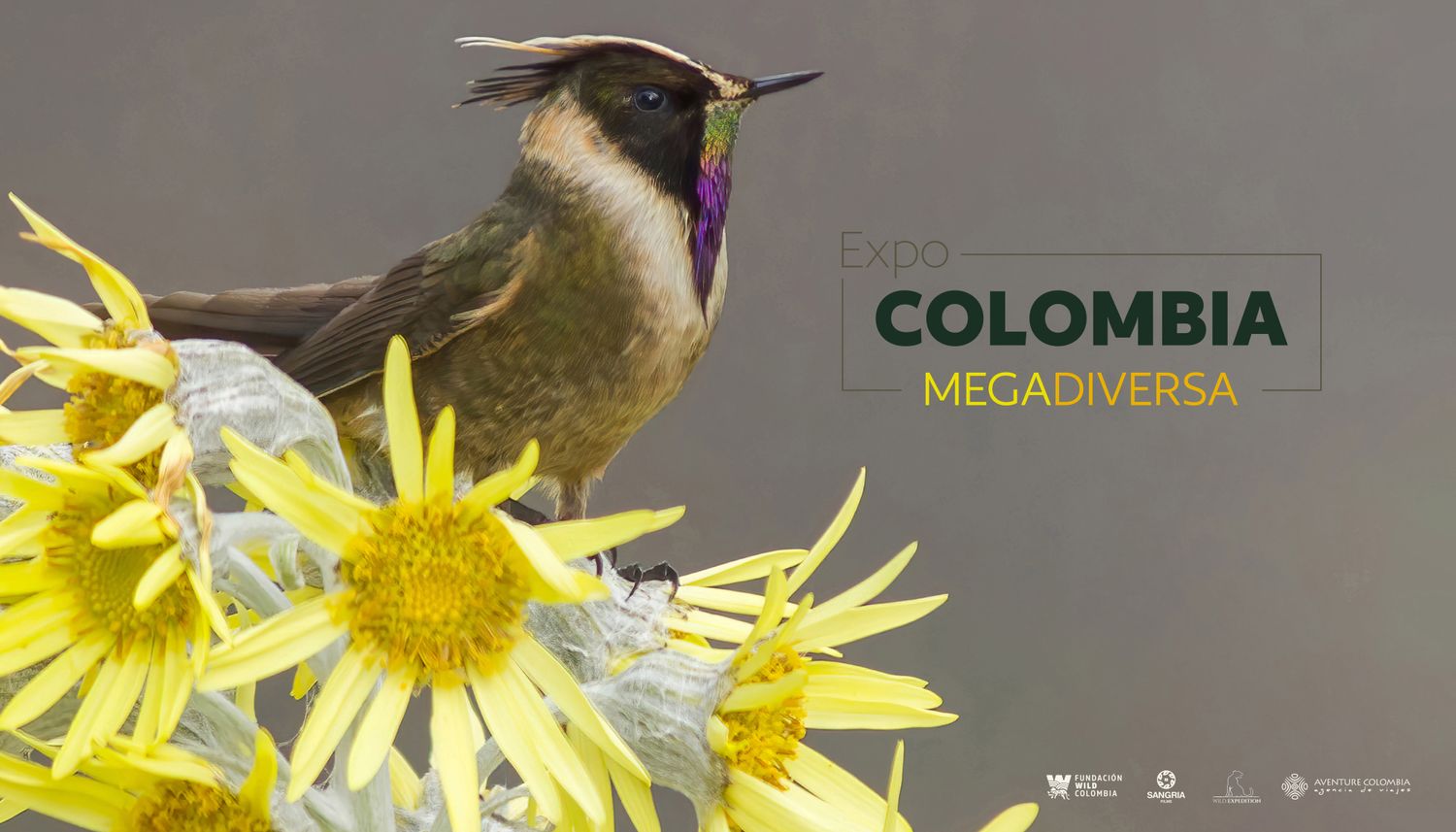 Oxypogon stuebelii (Oxypogon stuebelii)