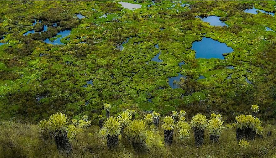 Frailejon de Hartwey (Espeletia hartwegiana)