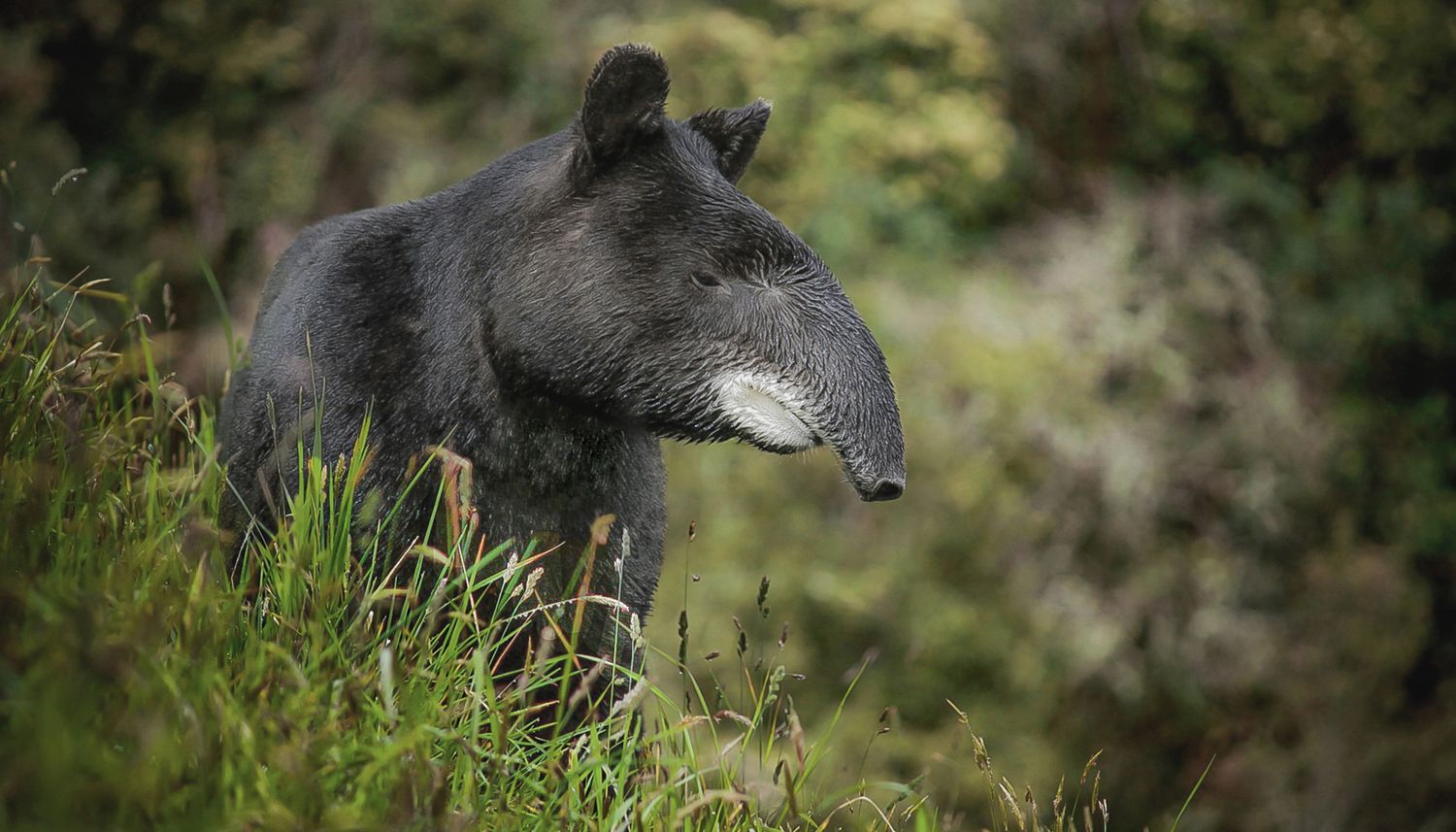 Anta andina (Tapirus pinchaque)
