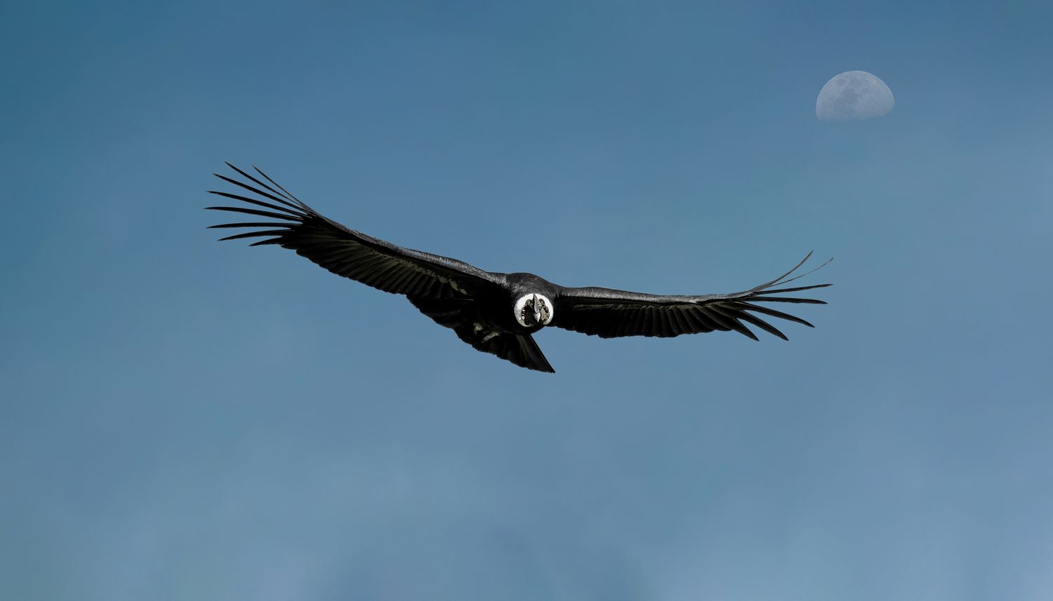 Condor dos Andes (Vultur gryphus)