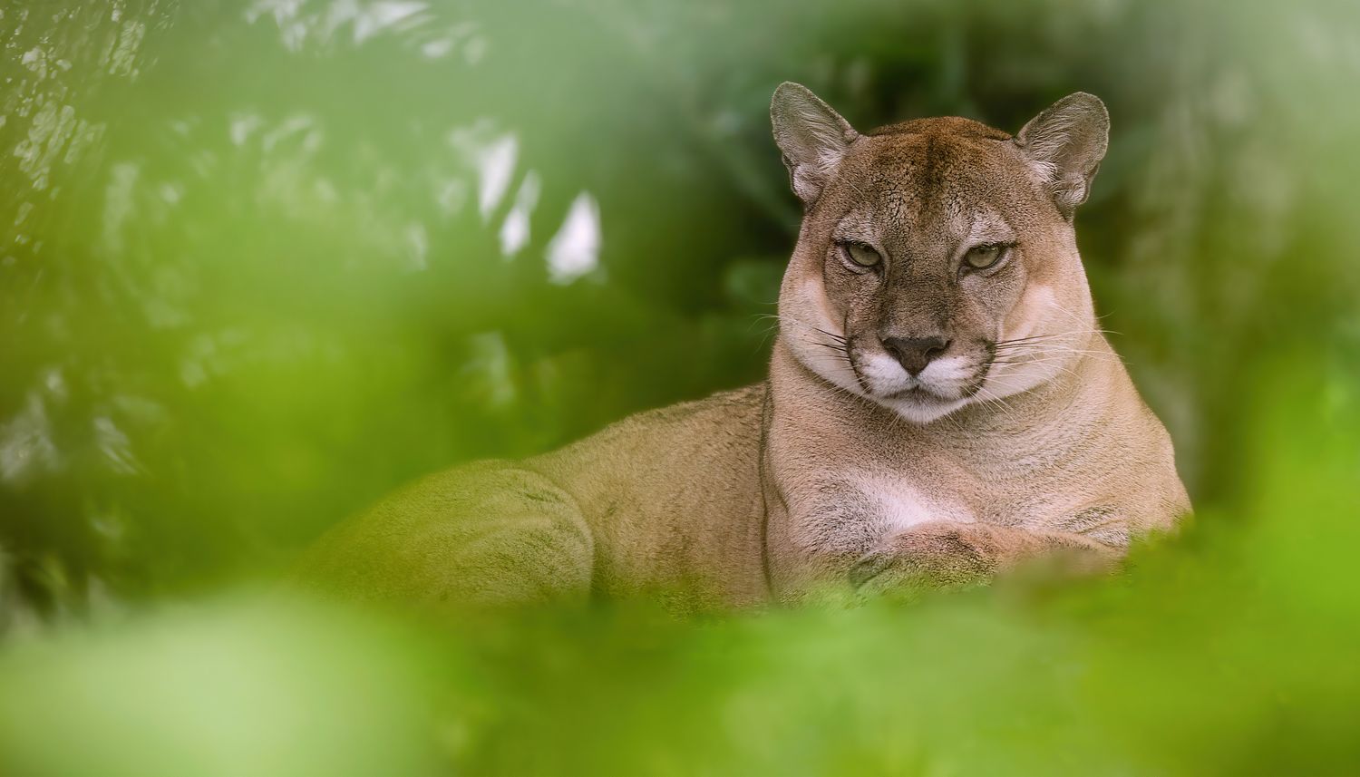 Puma (Puma concolor)