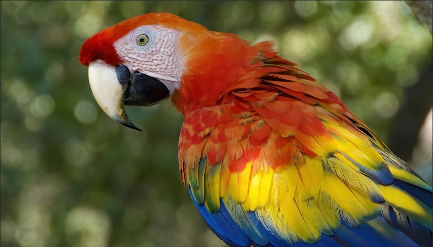 Arara-vermelha (Ara macao)