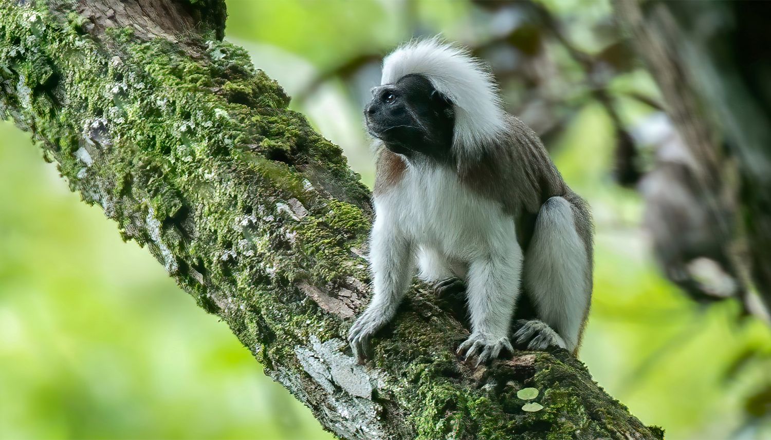 Titi Cabeciblanco (Saguinus oedipus)