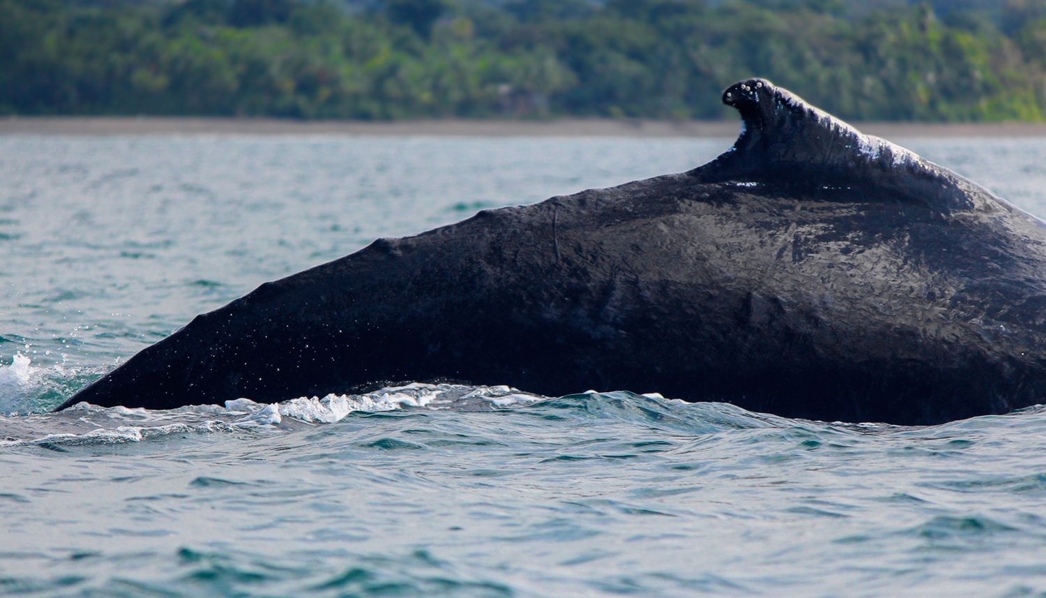 Humpback Whale (Megaptera novaeangliae)