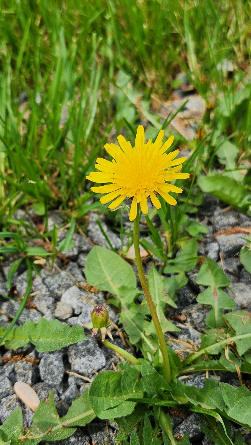 Heirloom Dandelion Seeds | Wild Grown, Bee Friendly, Edible Herbs (500+ Seeds)