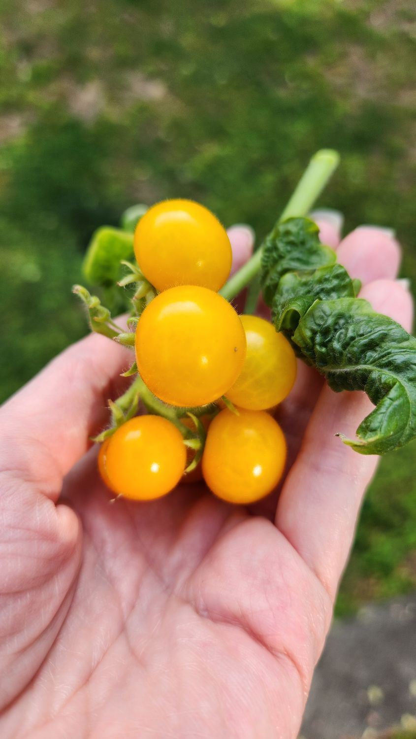 Orange Hat Micro Dwarf Tomato Seeds – Tiny Plant, Sweet Flavor (30+ Seeds)