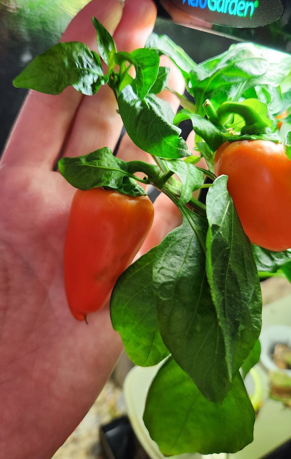 Orange Mini Sweet Pepper Seeds – Tiny, Crunchy, Flavor (30+ Seeds)
