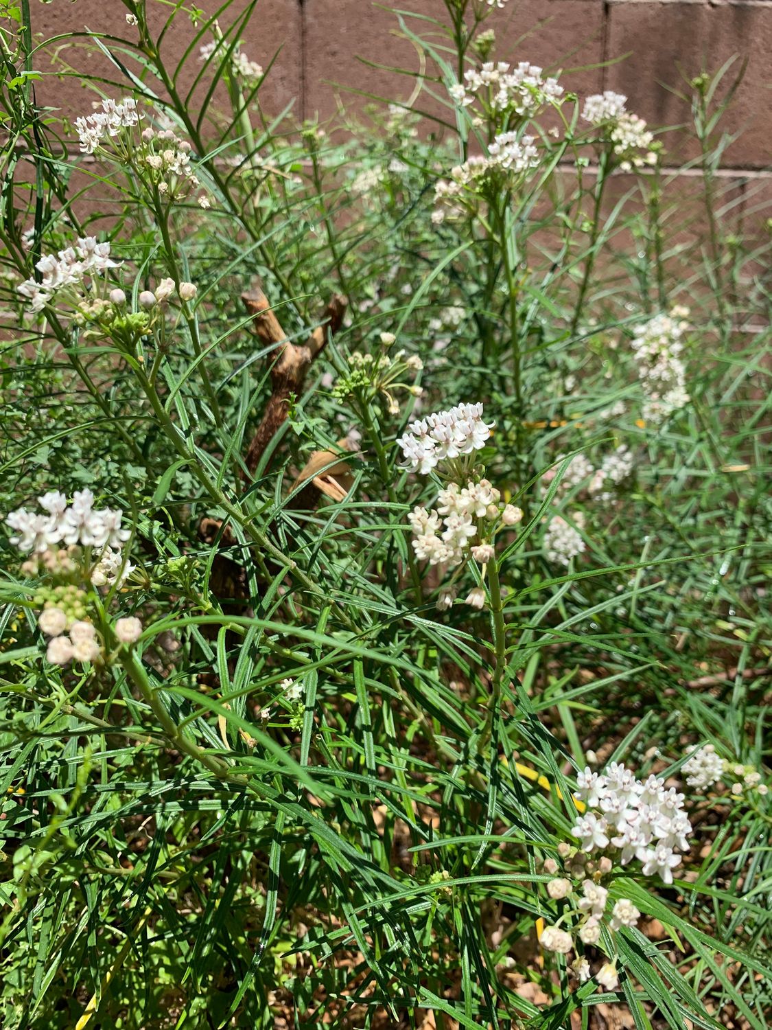 Arizona milkweed (Asclepias angustifolia) - 1 gallon