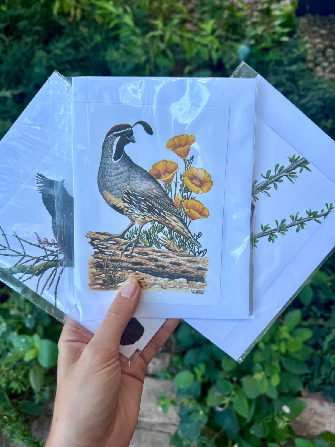 Assorted Bird Cards (Sale)