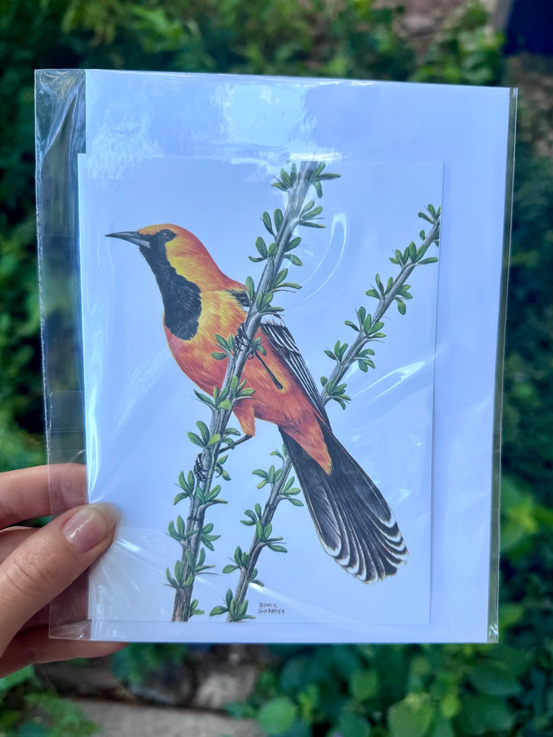 Assorted Bird Cards (Sale), Design: Hooded Oriole