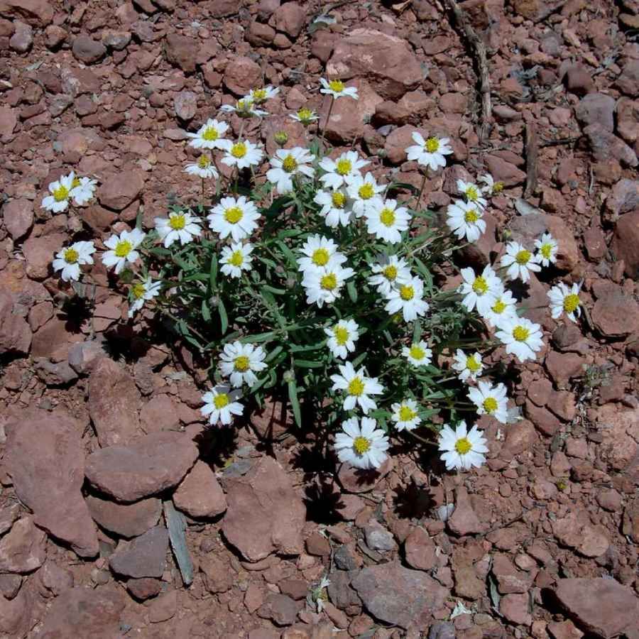 Blackfoot daisy (Melampodium leucanthum) - 1 gallon