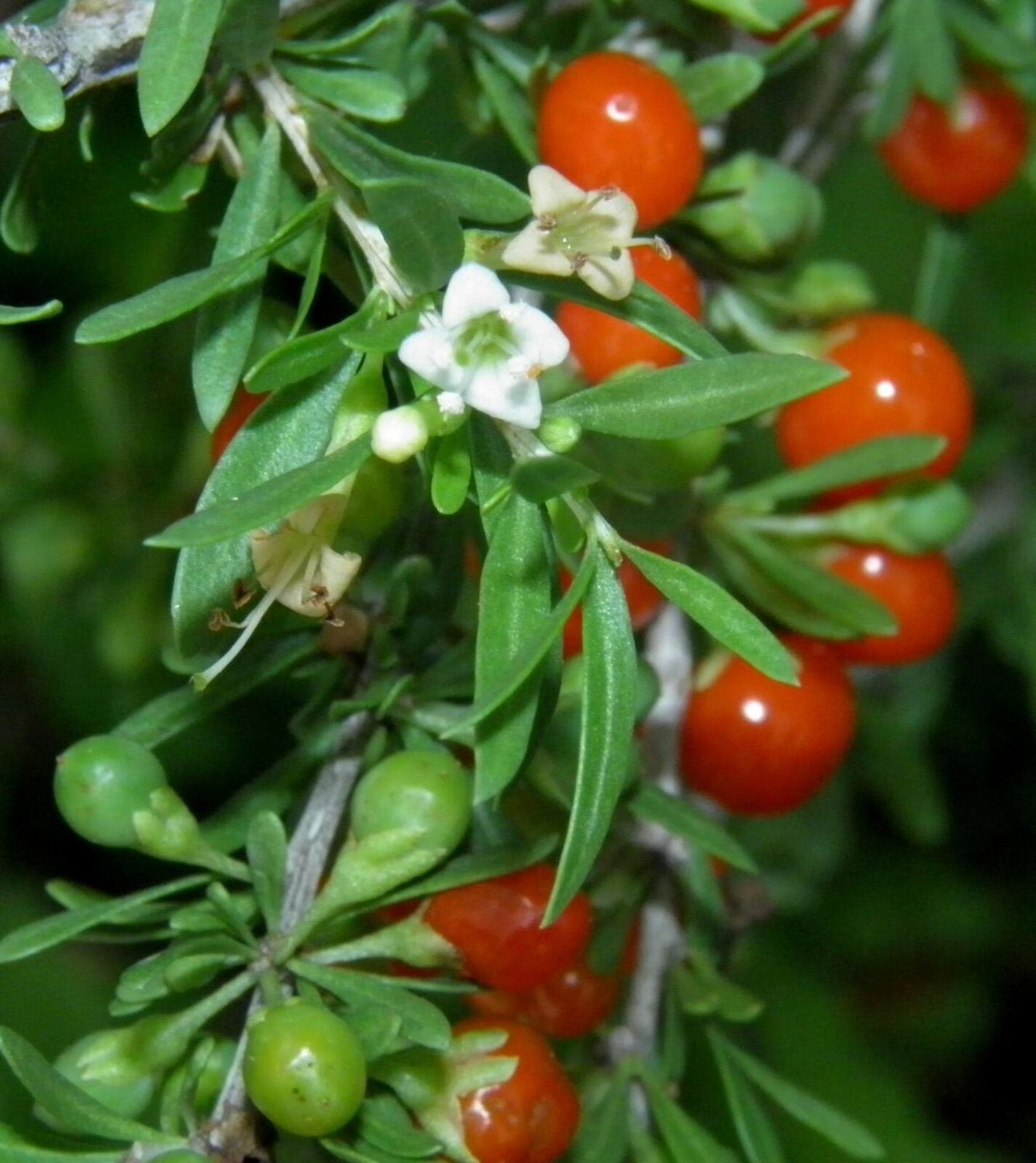 Anderson’s wolfberry (Lycium andersonii) - 5 gallon