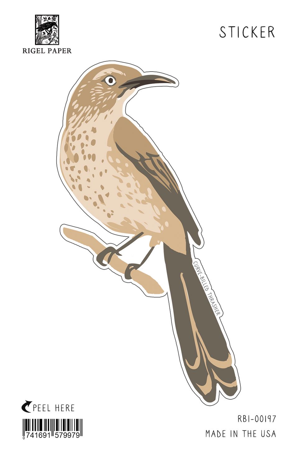 Curve Billed Thrasher Bird Sticker