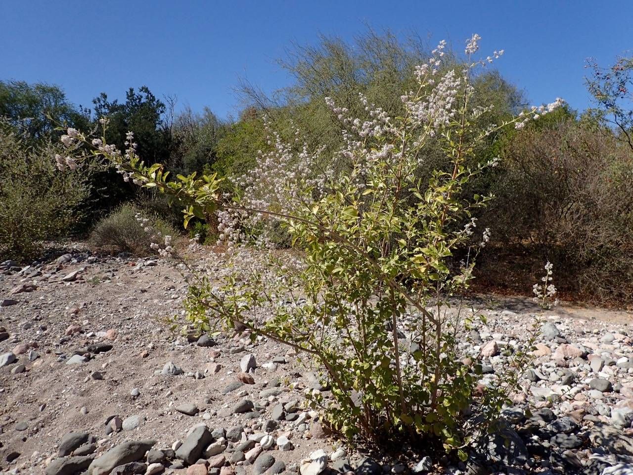 Desert lavender (Condea emoryi) - 1 gallon