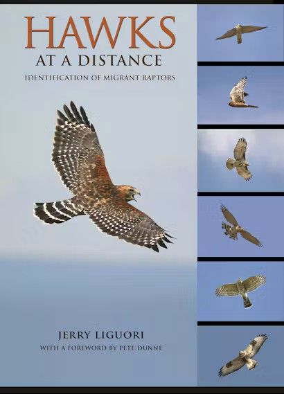 Hawks at a Distance: Identification of Migrant Raptors