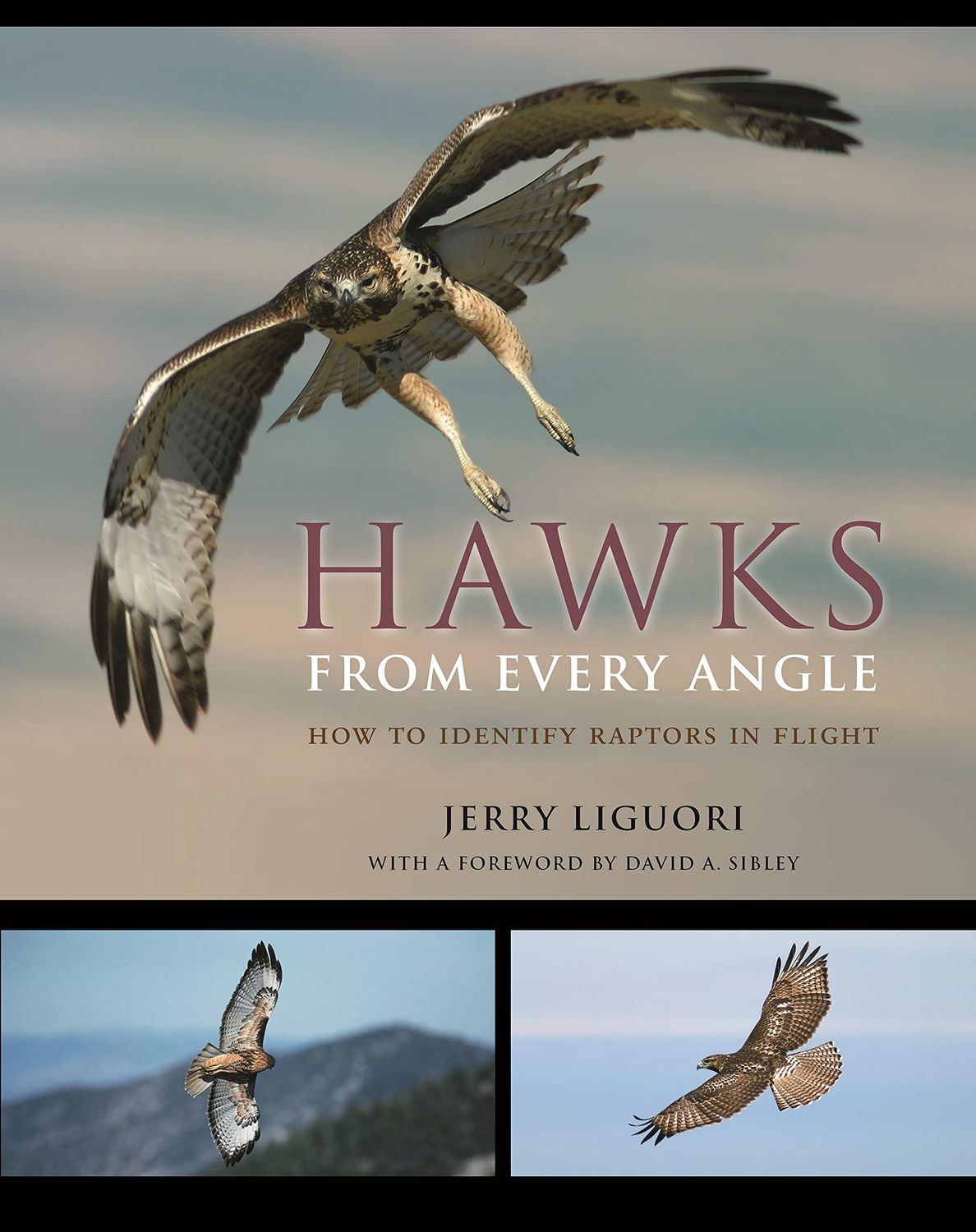 Hawks From Every Angle: How to Identify Raptors in Flight
