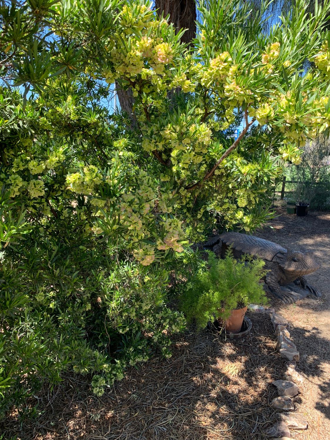 Hopbush (Dodonaea viscosa) - 1 gallon
