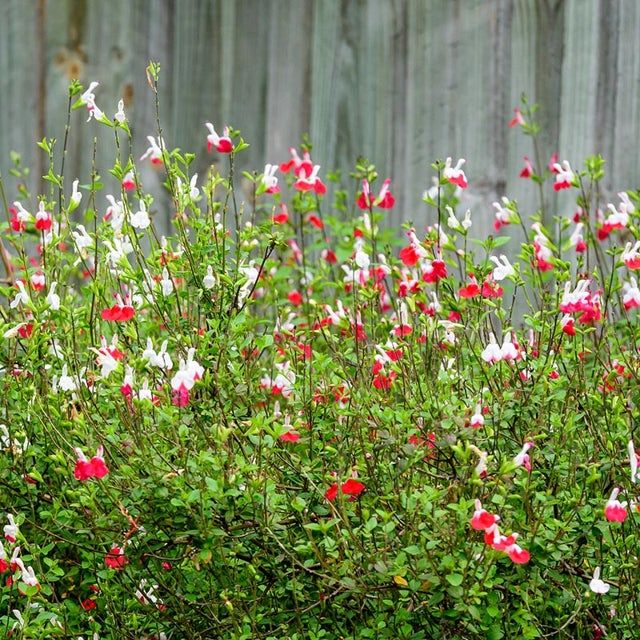 Little-leaf sage (Salvia microphylla) - 1 gallon