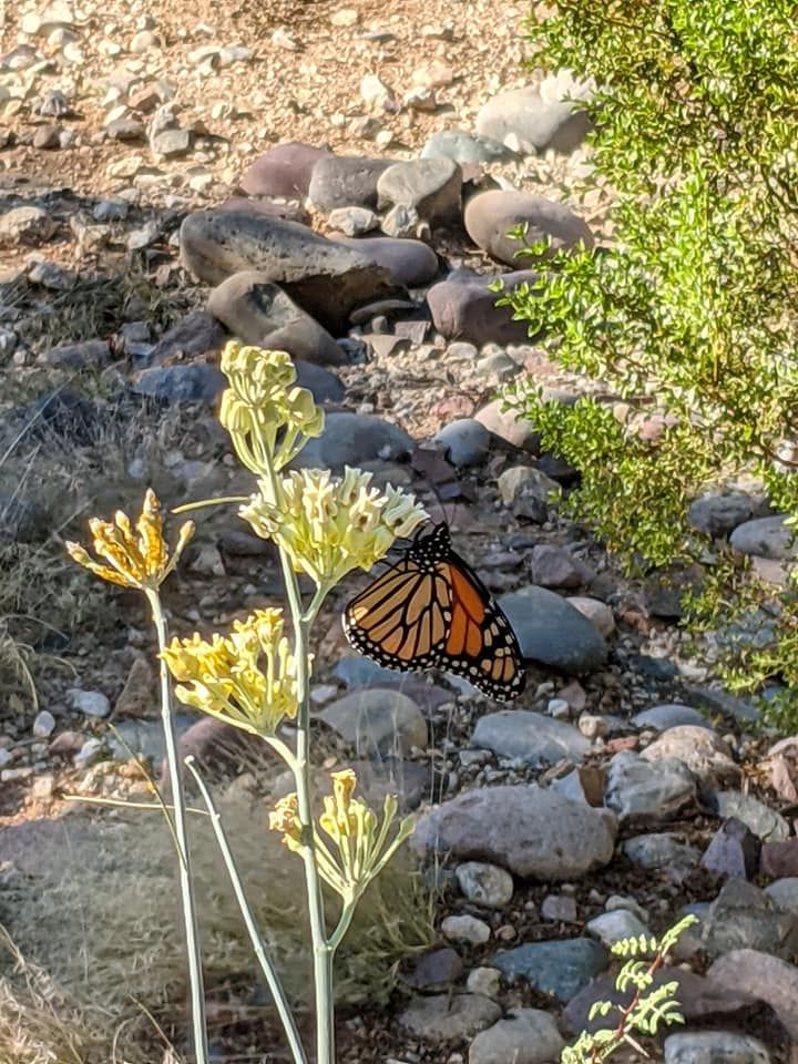 Desert milkweed (Asclepias subulata) - 1 gallon