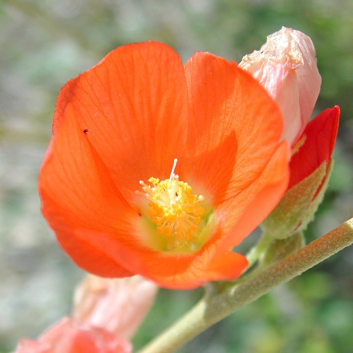 Globemallow (Sphaeralcea ambigua) - 1 gallon