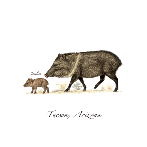 Javelina Notecard