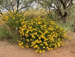 Mount Lemmon Marigold (Tagetes lemmonii) - 1 gallon
