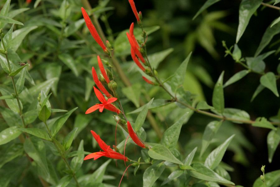 Flame acanthus (Anisacanthus quadrifidus) - 1 gallon