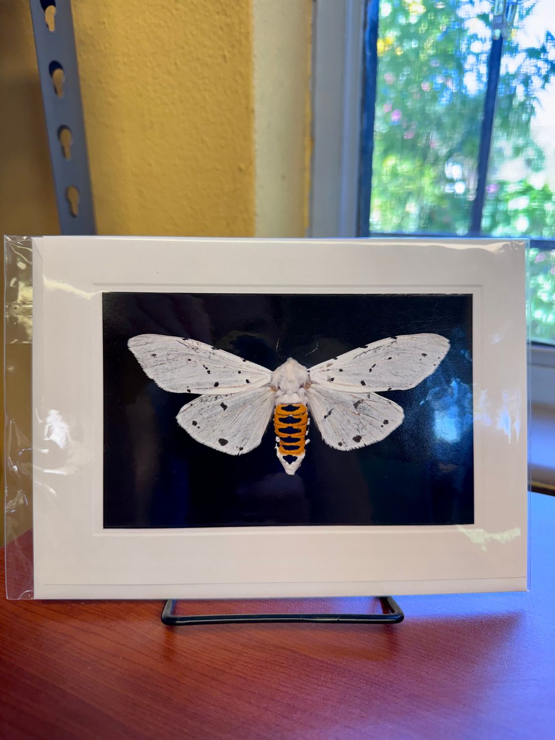 Photo Notecards by Sandy Upson (Multiple Variants), Design: Estigmene albida
