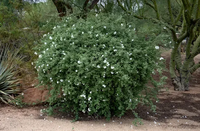 Little-leaf Cordia (Cordia parvifolia) - 1 gallon