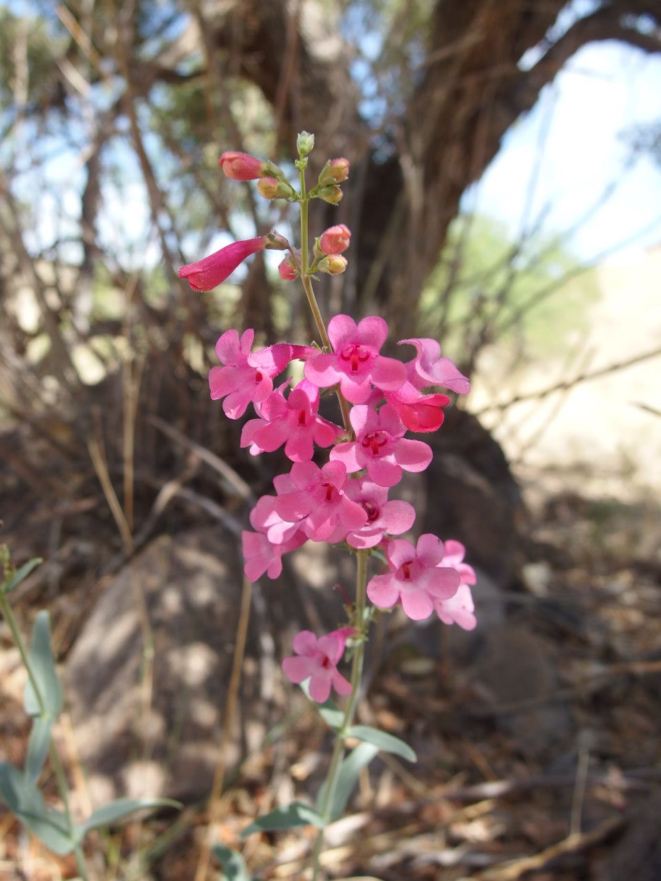 Parry’s penstemon (Penstemon parryi) - 1 gallon