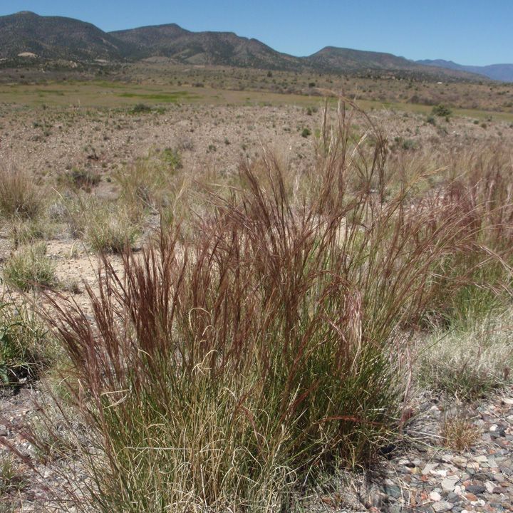 Purple threeawn grass (Aristida purpurea) - 1 gallon